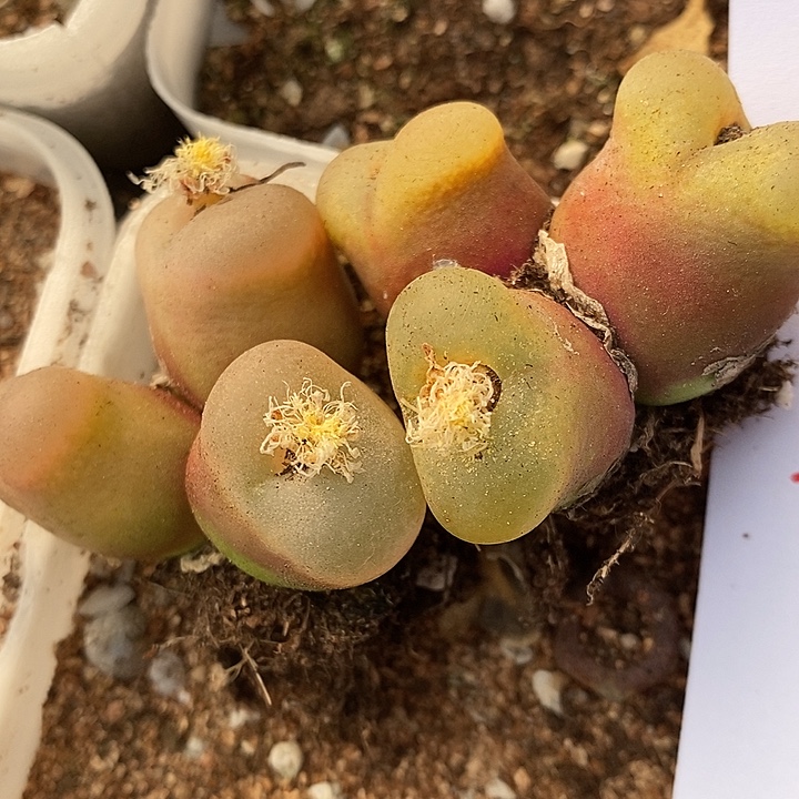 533两颗大三头。    