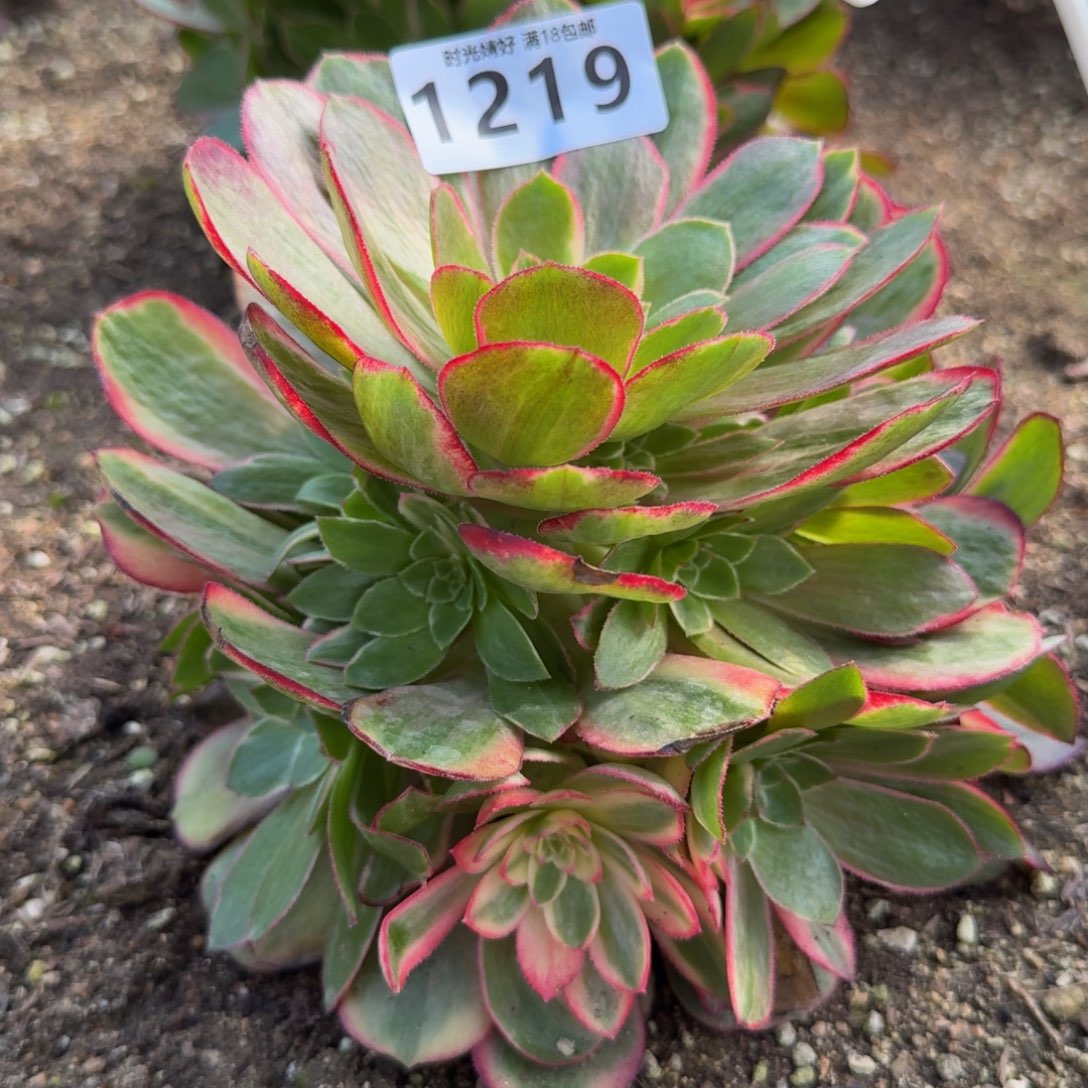 1219粉冠。多肉植物