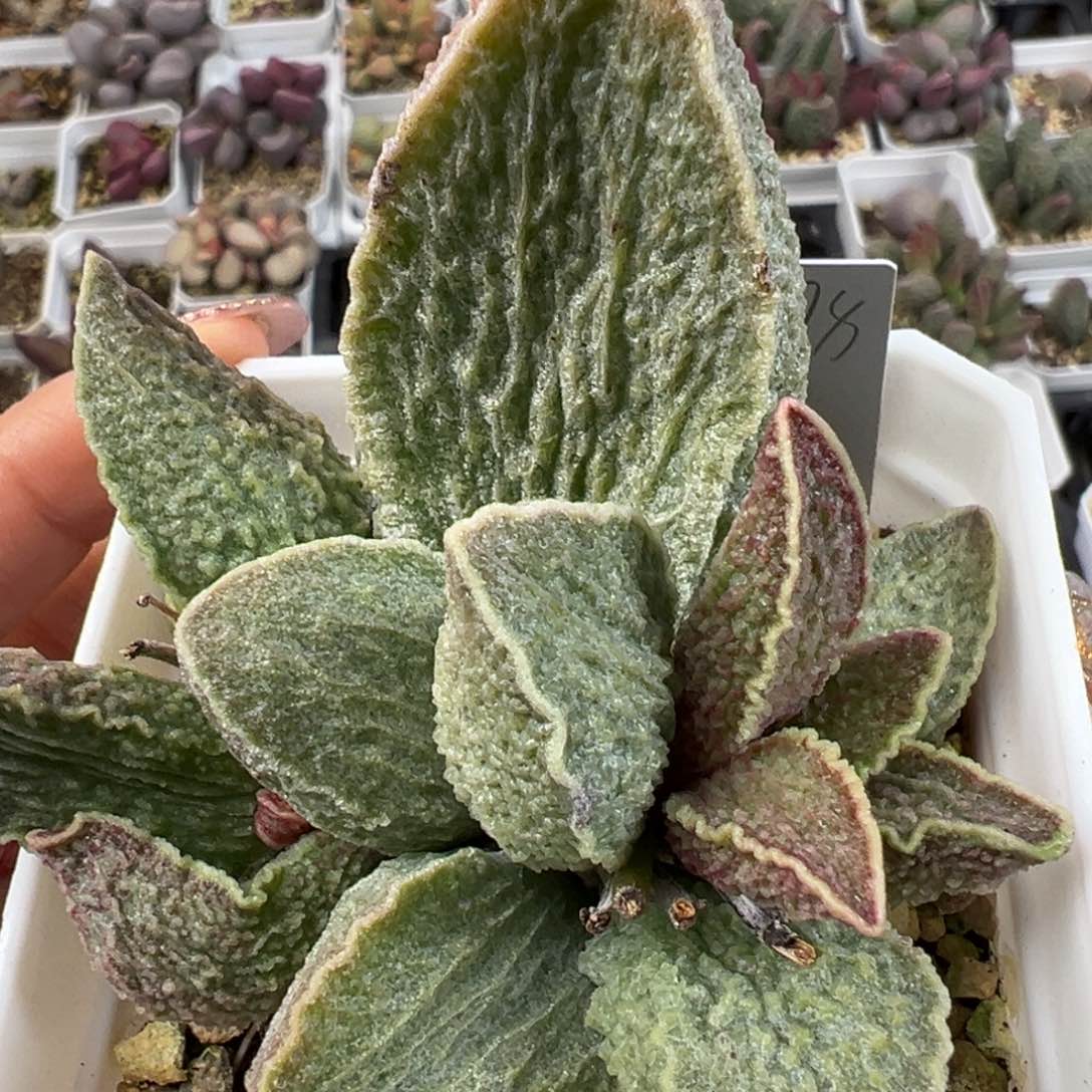 酒红猪肝老桩多肉植物水泡