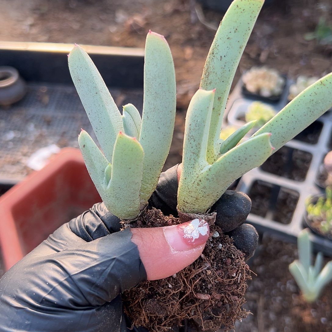 ´***匠多肉植物兹光两颗