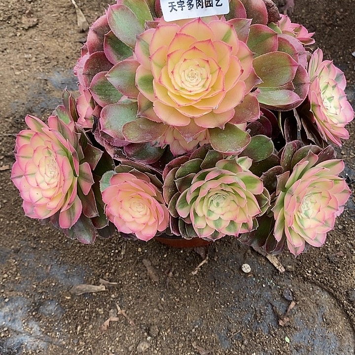 多肉植物荔枝956多肉