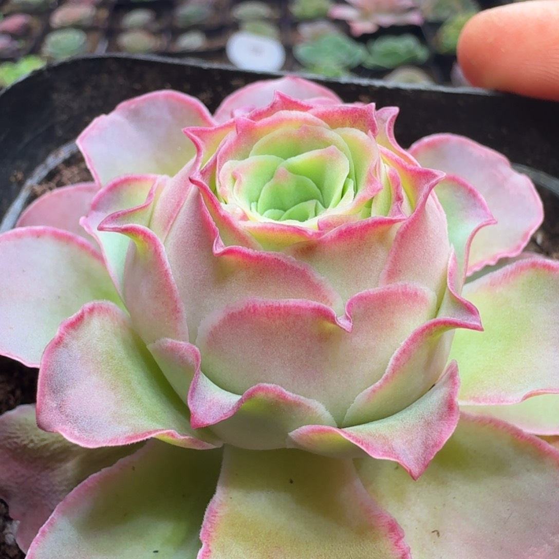 楹楹山地玫瑰/145