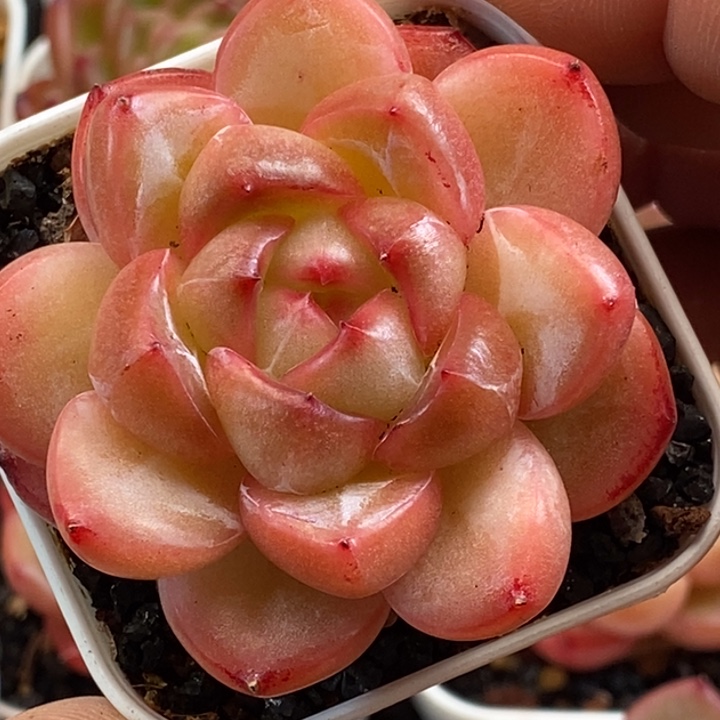 天官赐福百无禁忌