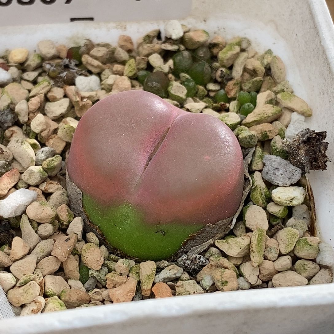 0809-40-福利大毛一颗。 