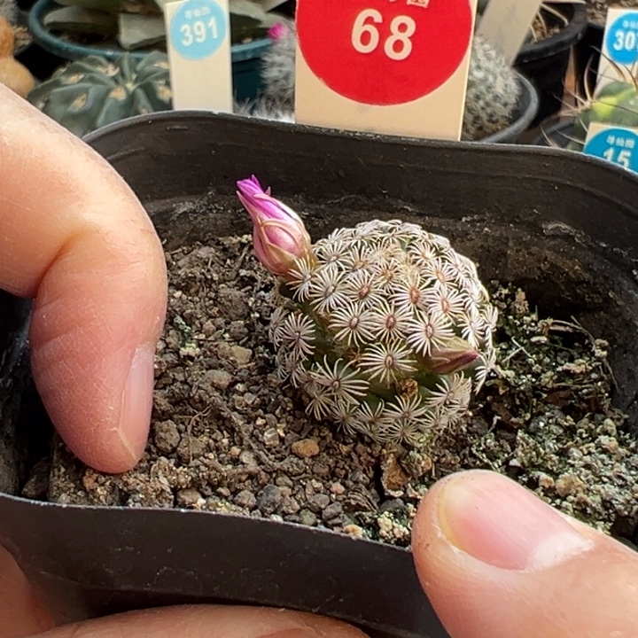 带种夹红花克氏丸一棵