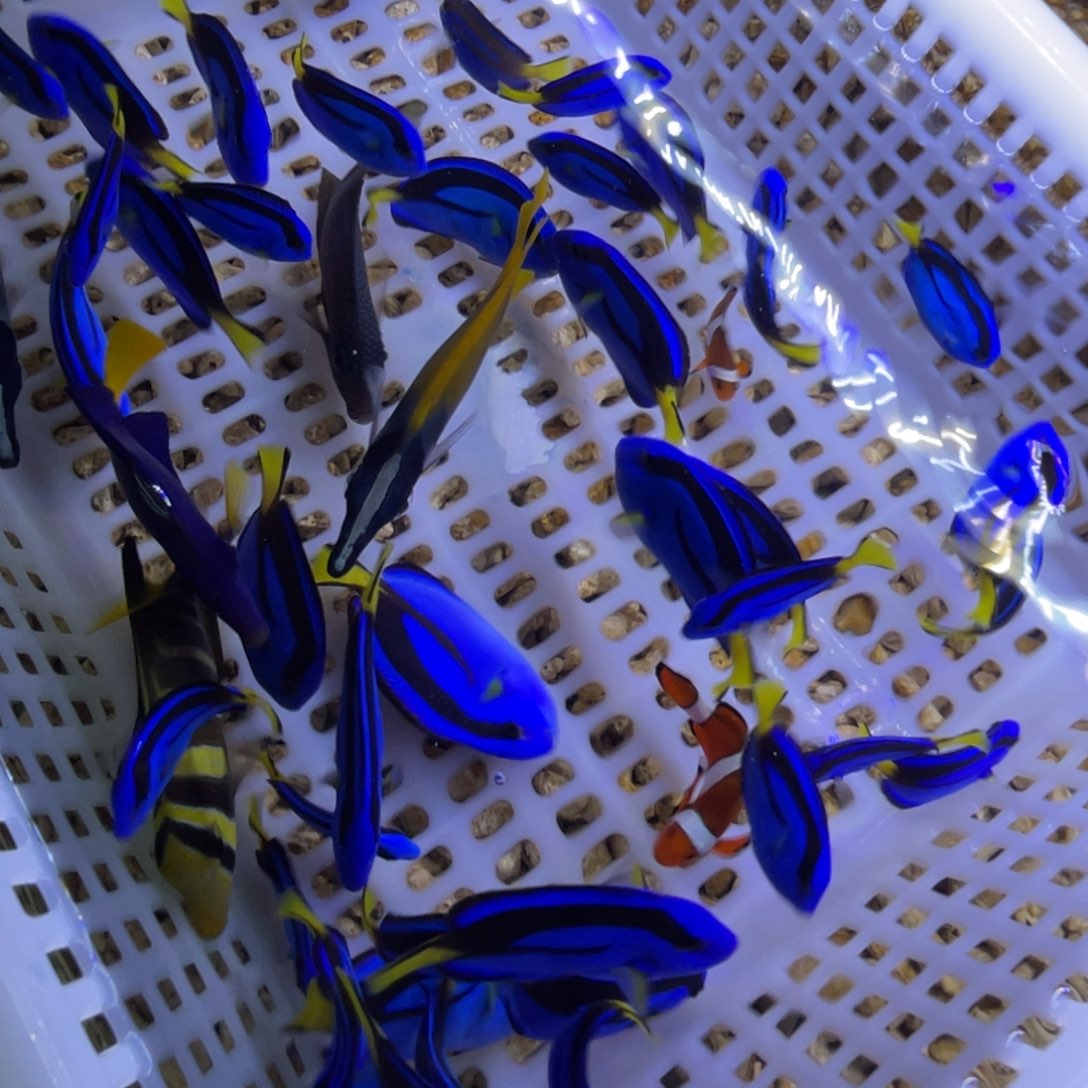 海水鱼黄狐狸一条顺丰包邮