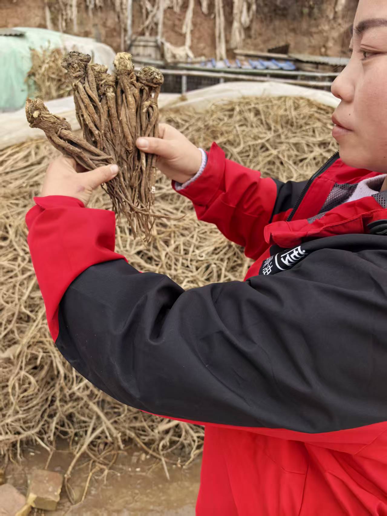 甘肃产地精选整根原条无硫无熏当归