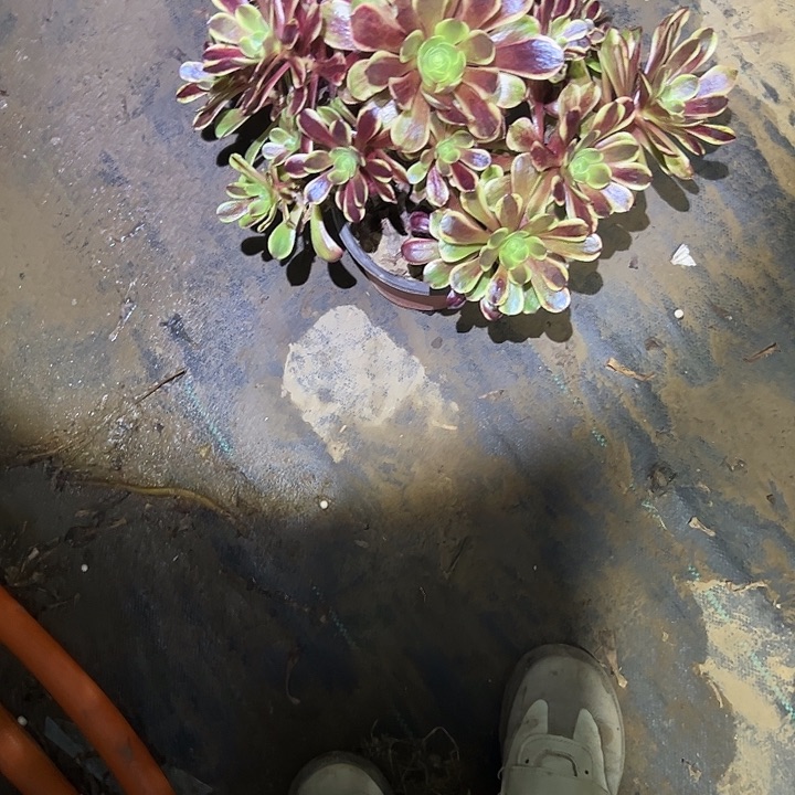 多肉法师植物链接80