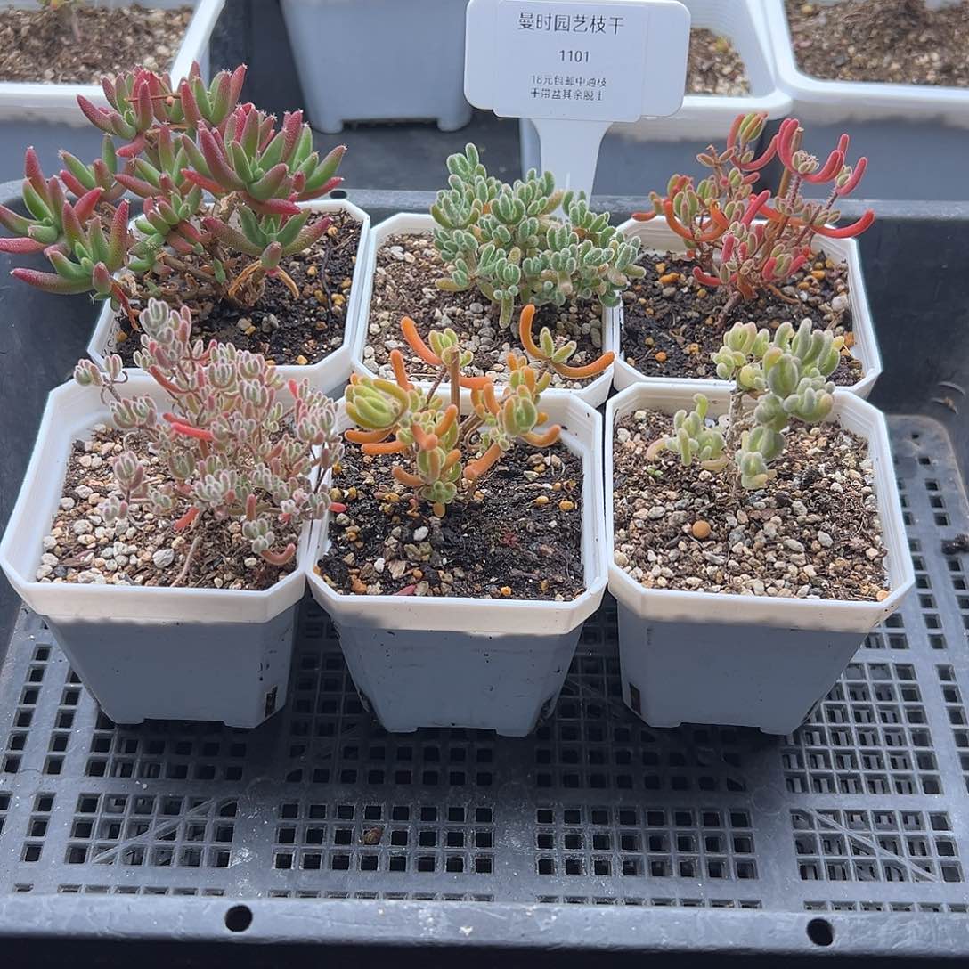 1101号枝干6颗12.29多肉