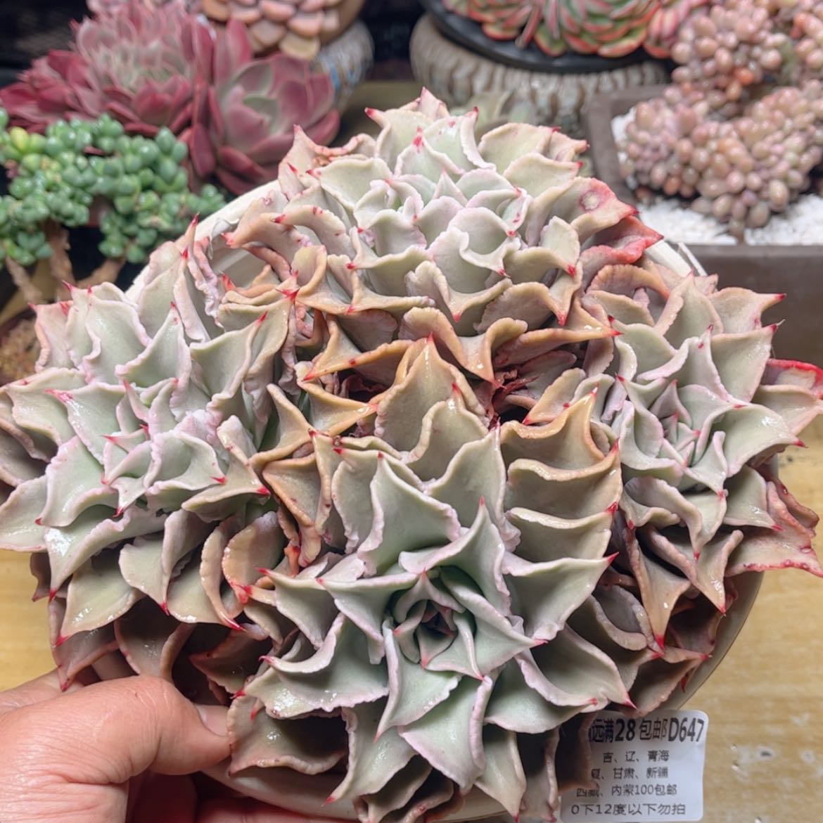 【闪购商品】647饺子皮