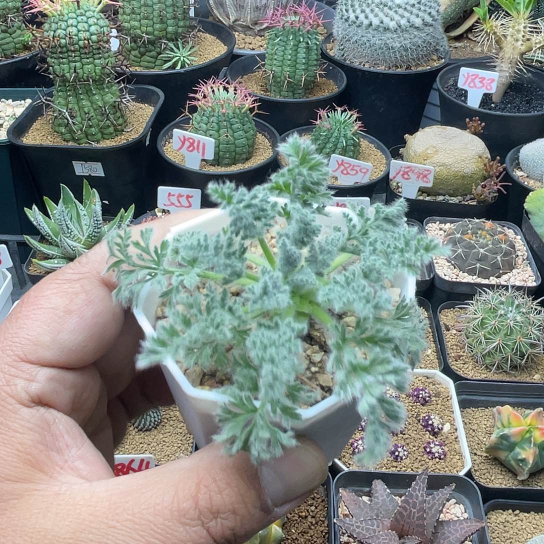 实生羽叶洋葵 致远多肉