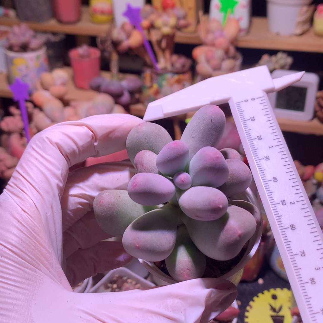 米可奶酪多肉米可奶