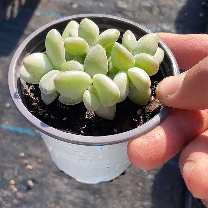 黄企鹅多肉整群带盆发货