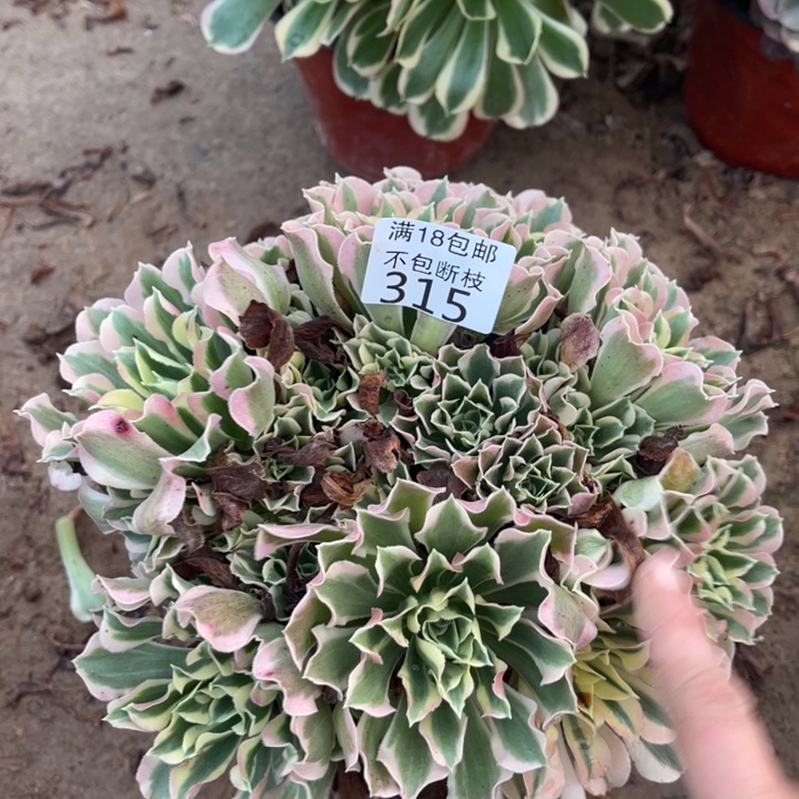 315白凤绣球1号北