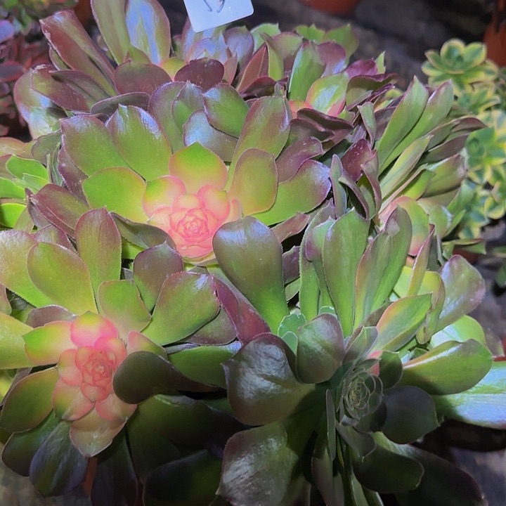 瑜****儿雅典娜捧花特价福利53