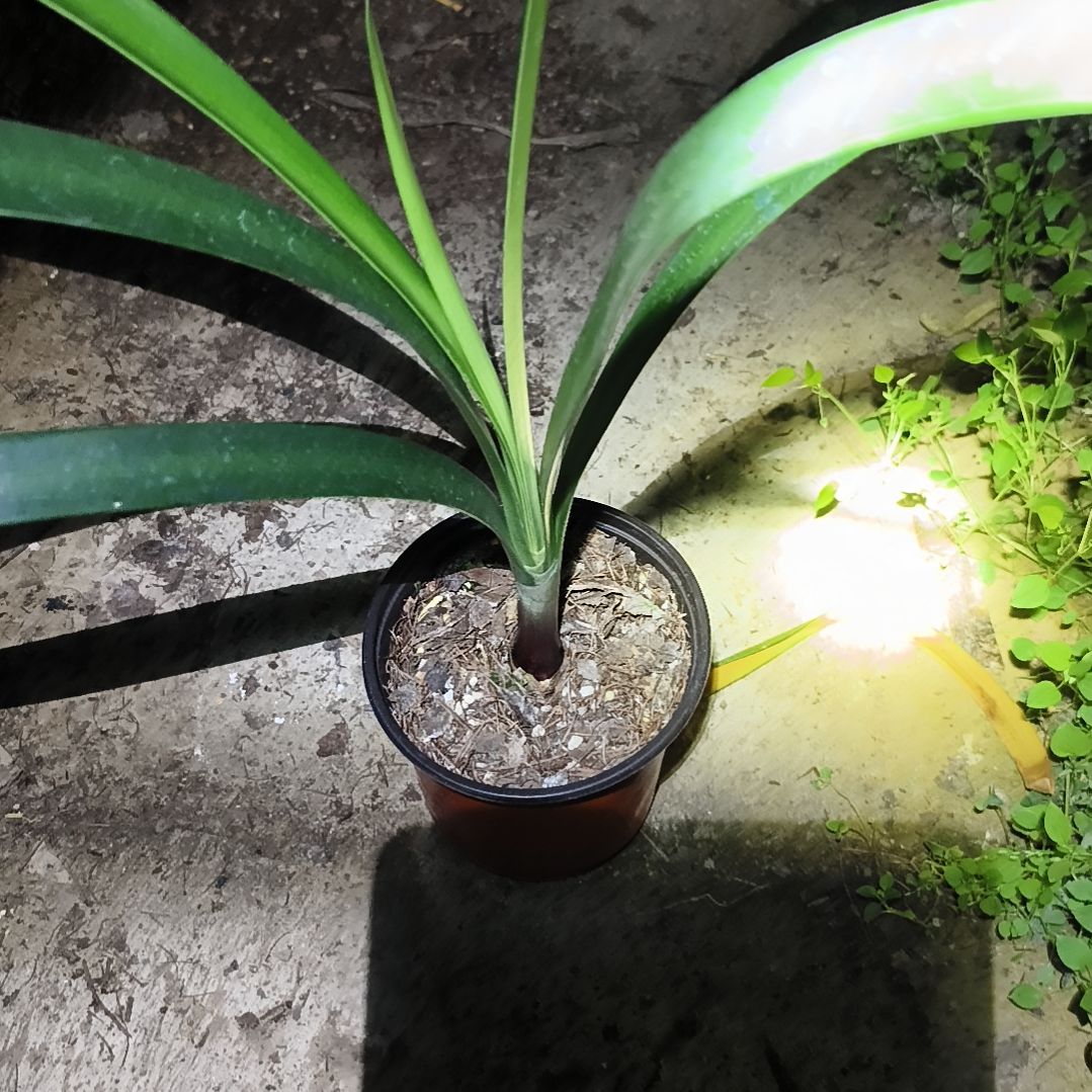 恋***卿当前无花栽培后可以开花花园苗一颗特惠