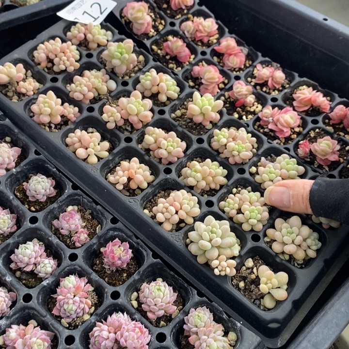 112 多肉植物盆栽花卉