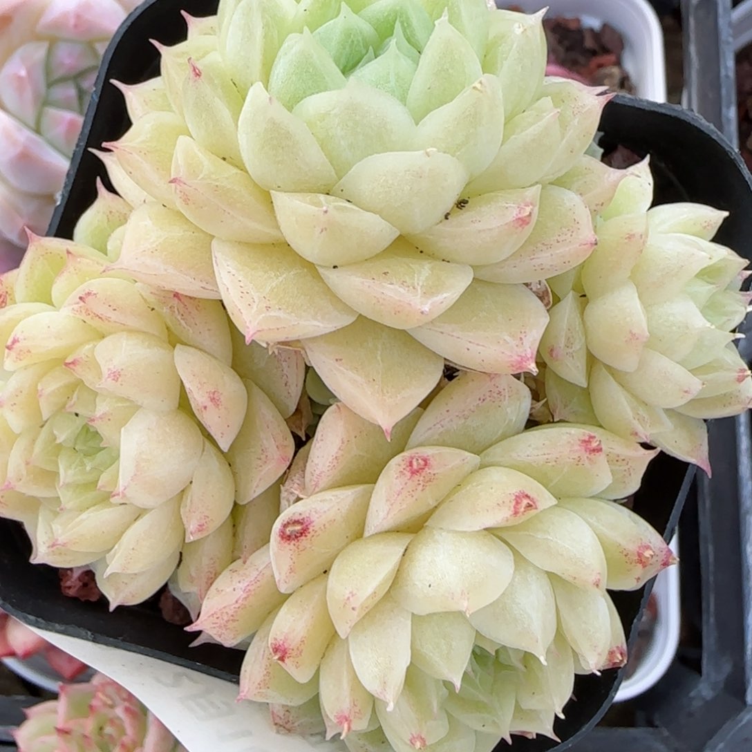 花语逸境0210-569