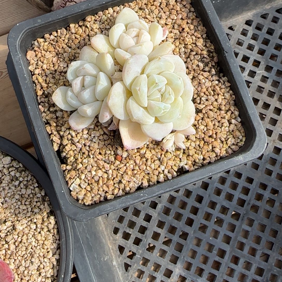 睡***）夷陵冰玉发货多肉