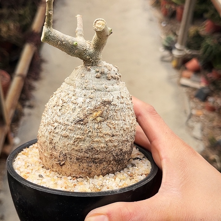 火星人矮墩圆润款一物一拍