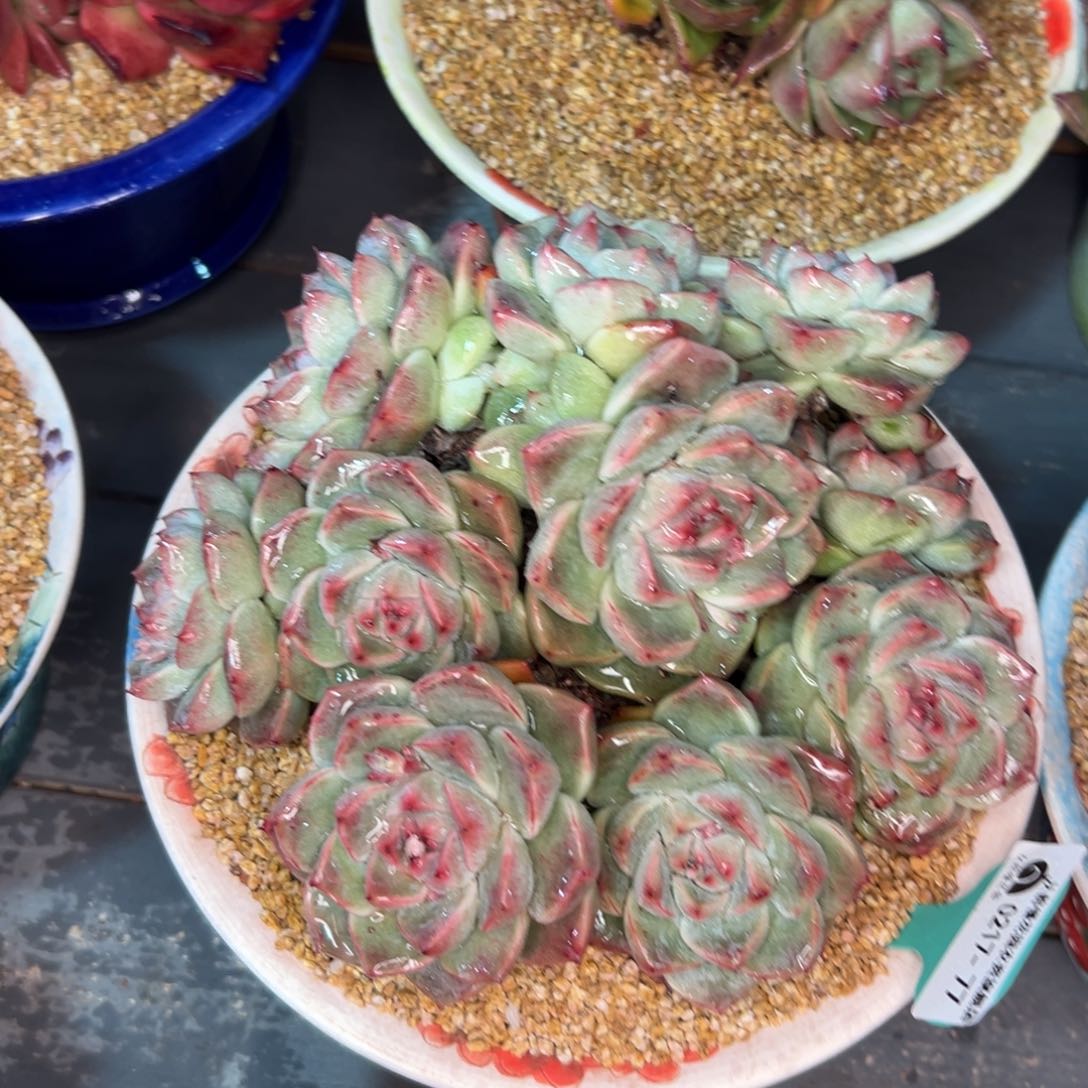 多肉一物一拍0217-77