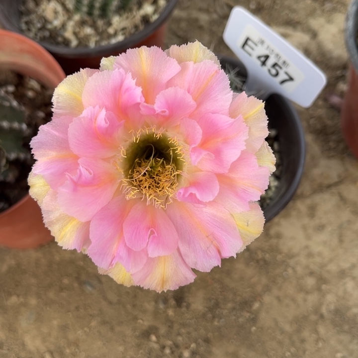 粉洛一物一拍E457