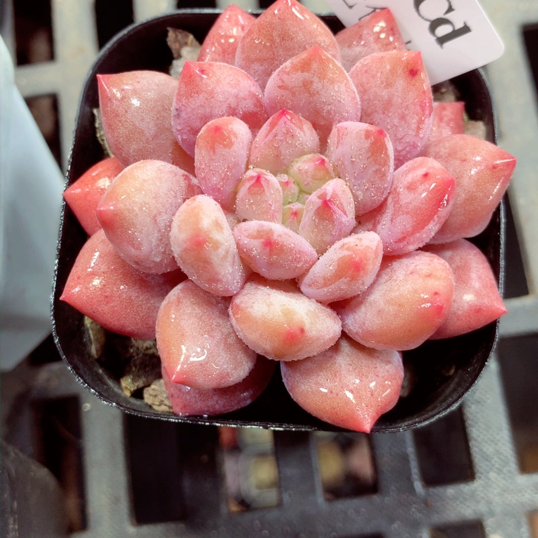 5厘米盆精控多肉4194