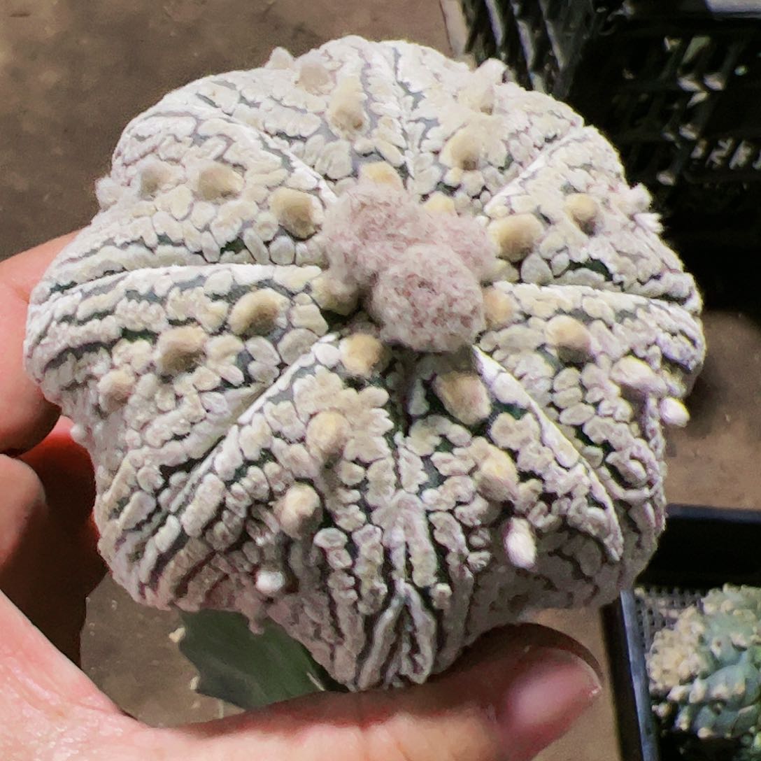 浓白海星兜仙人球649