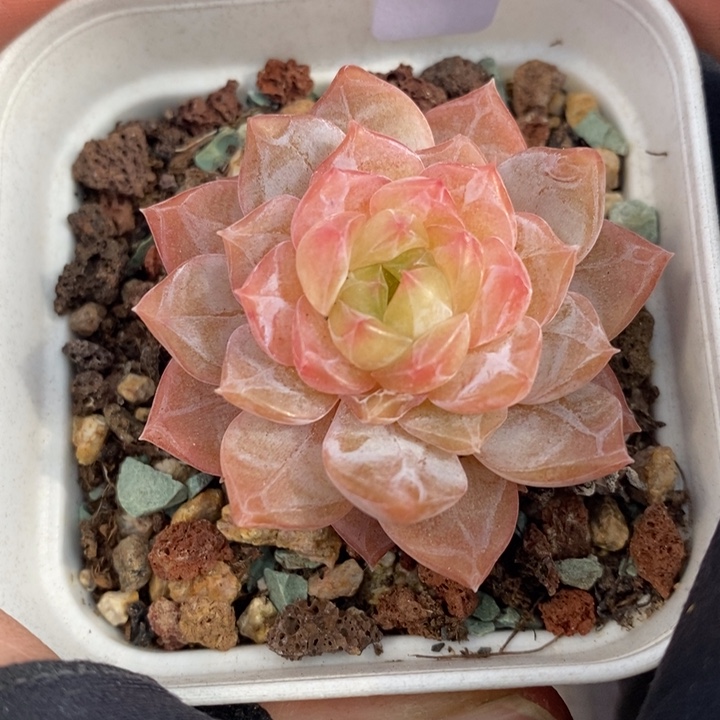 1202-605，糖心多肉