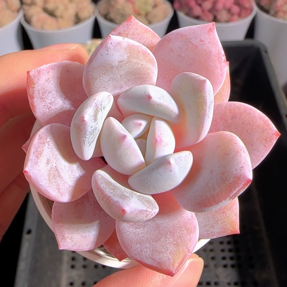 多肉1229-55福利福利