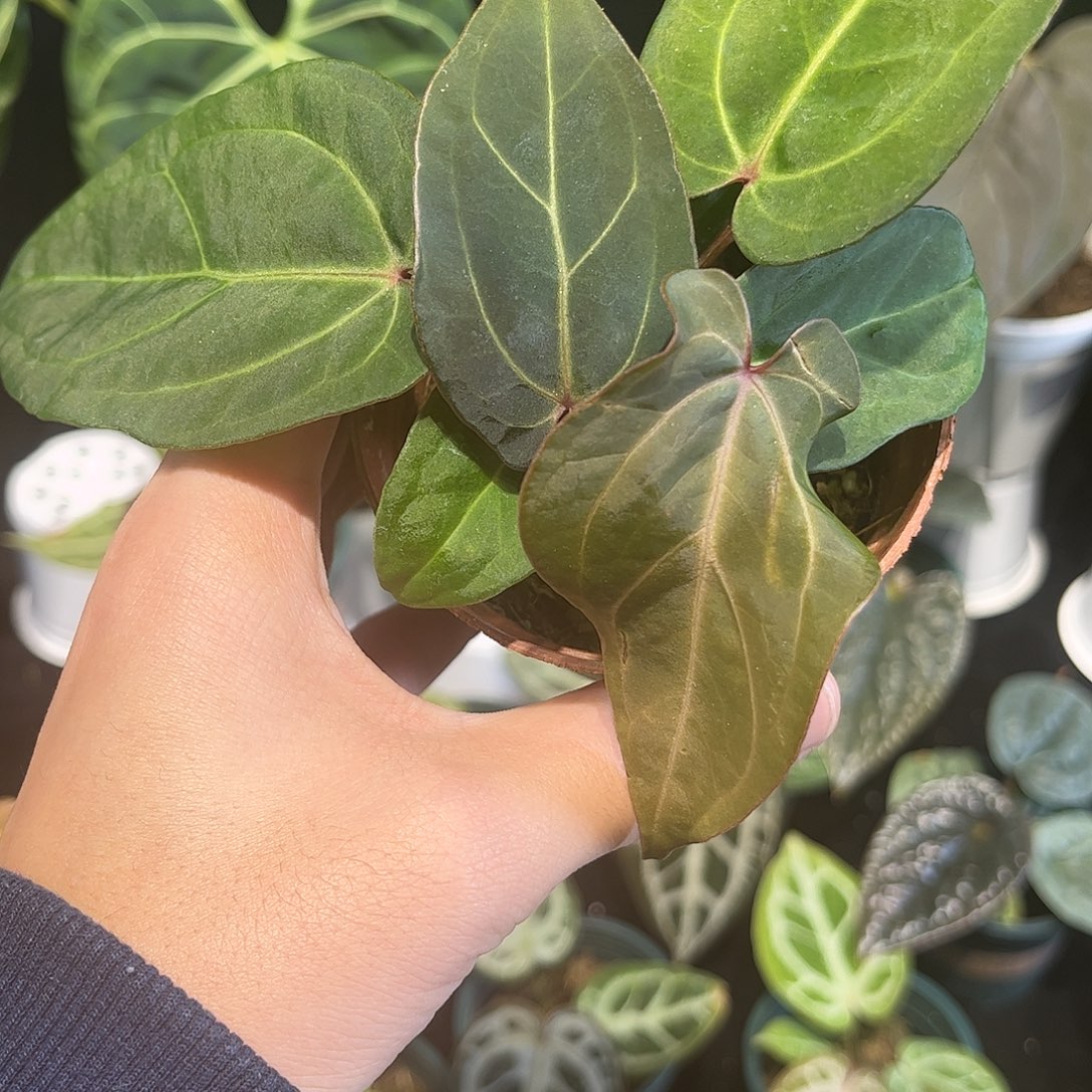 不开花植物贝斯杂波特