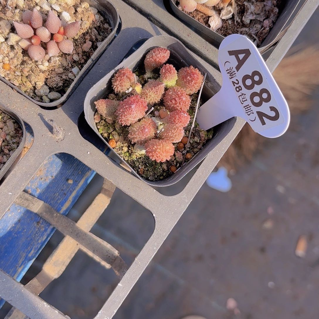 A882朱子语一物一拍