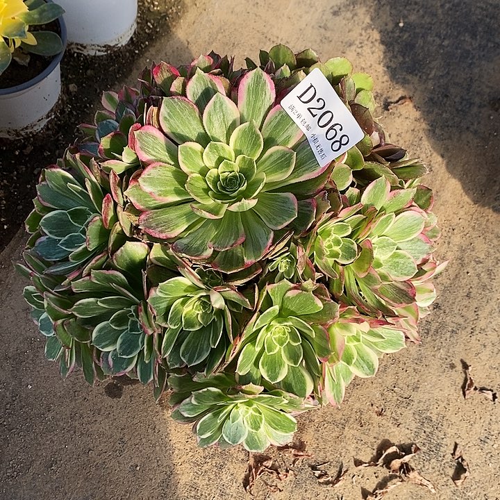 2038粉海王多肉植物