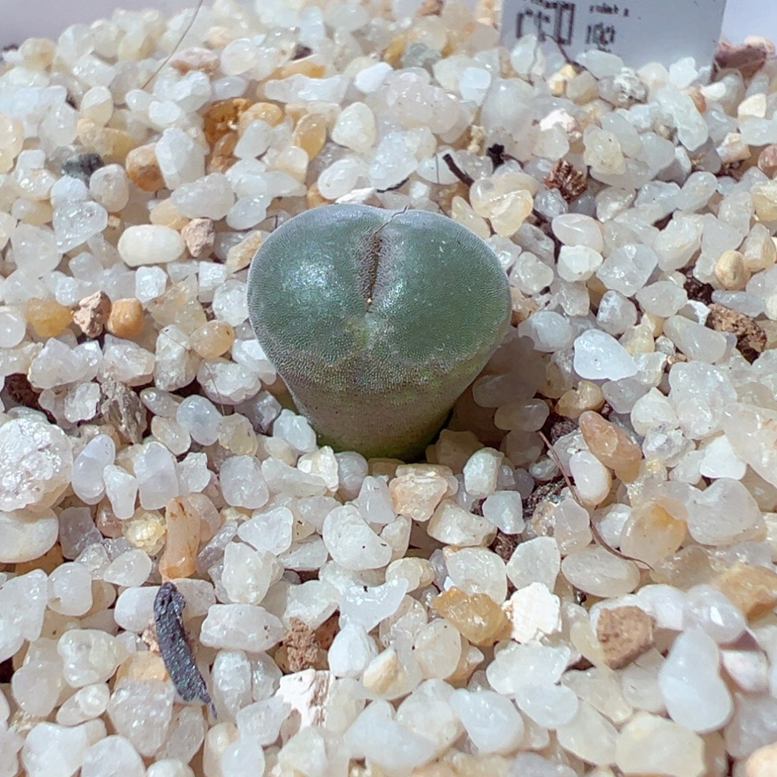 1218-716多肉多肉