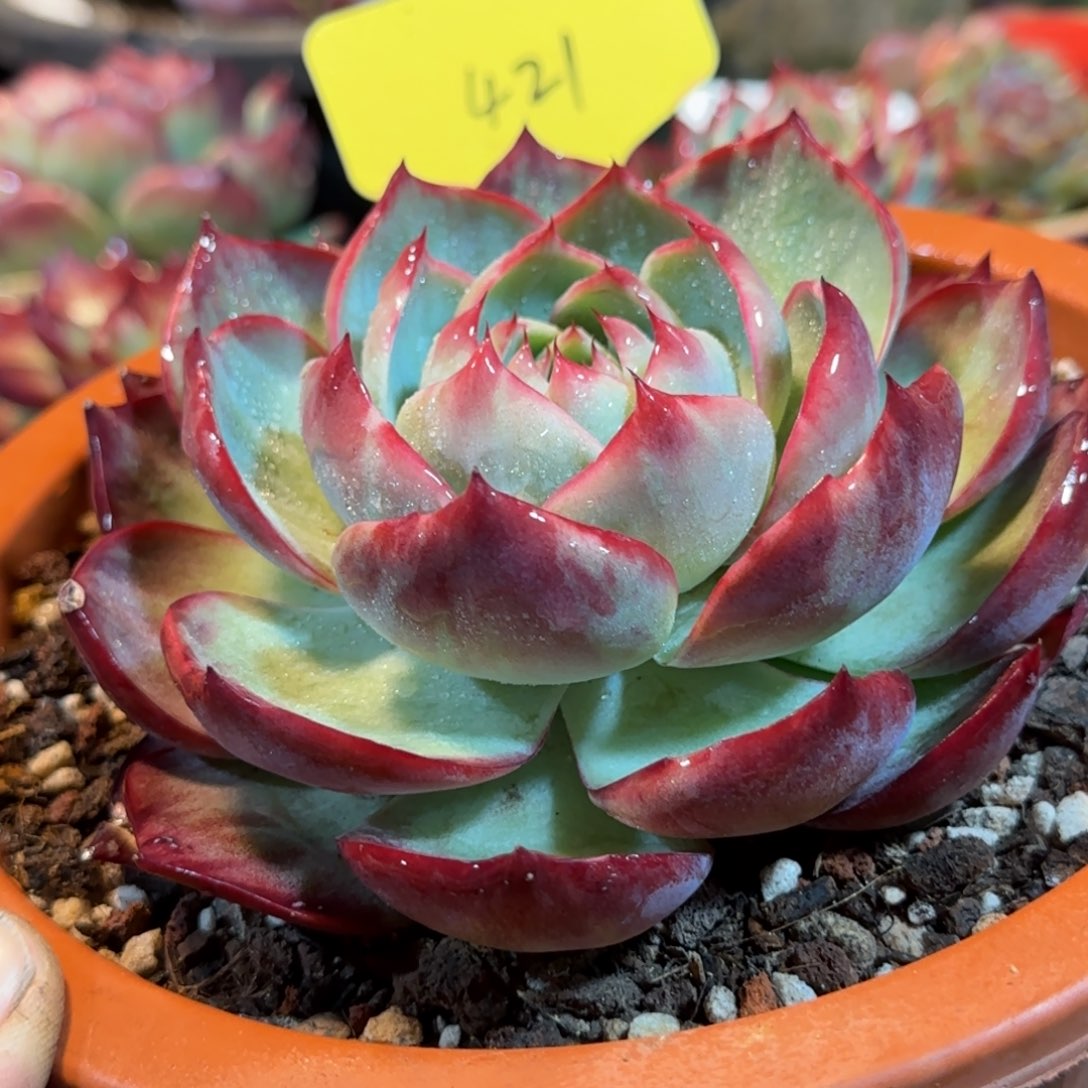 惊鸿一物一拍包装收缩花旱421