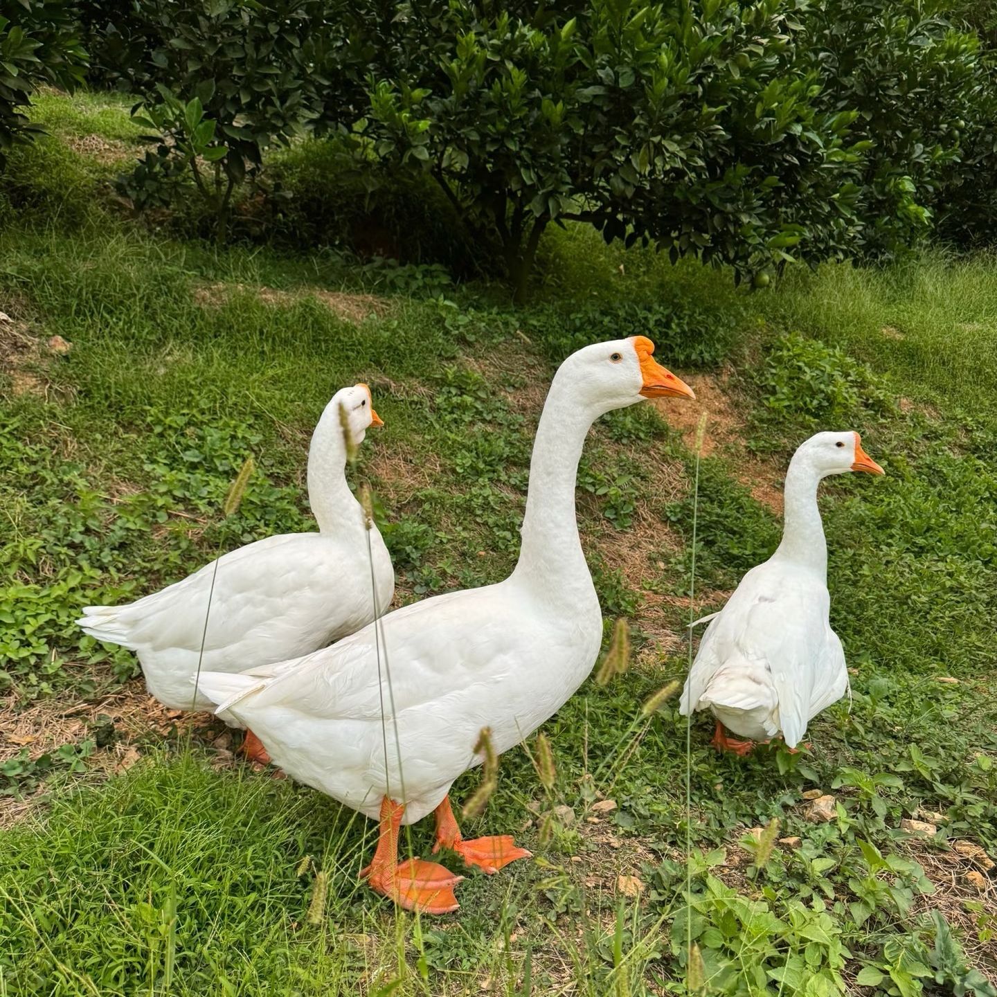 【现称】农家散养鹅大白鹅原生态鹅肉【现宰现杀】