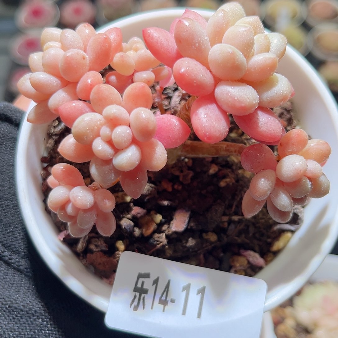 乐14-11 洛可可群