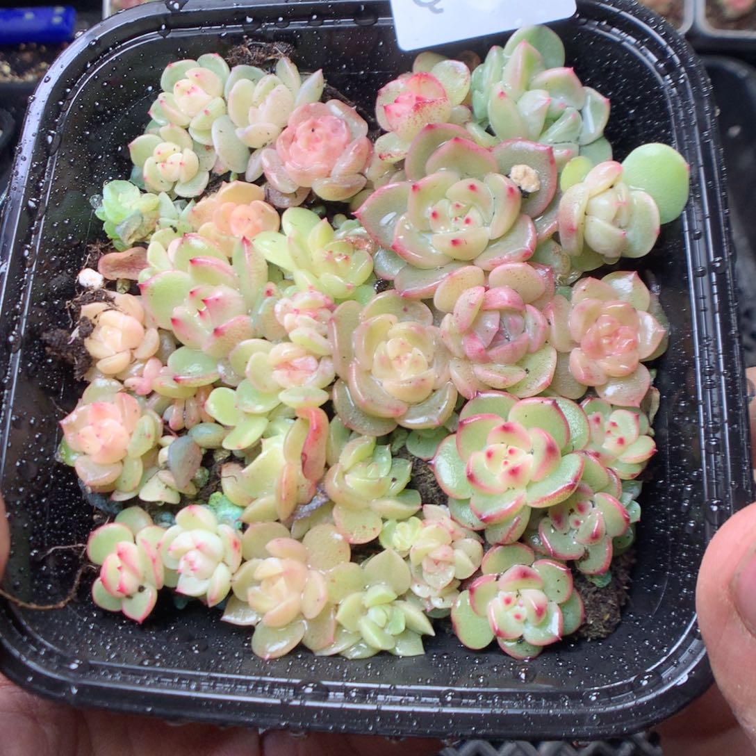 无花朵Q85 yyyyyyy