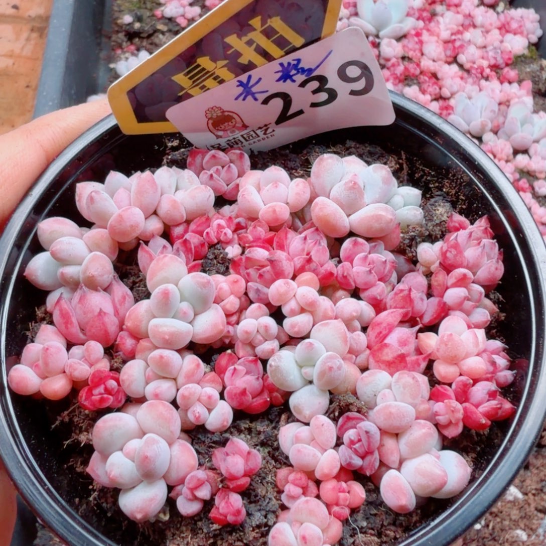 多肉植物多肉植物