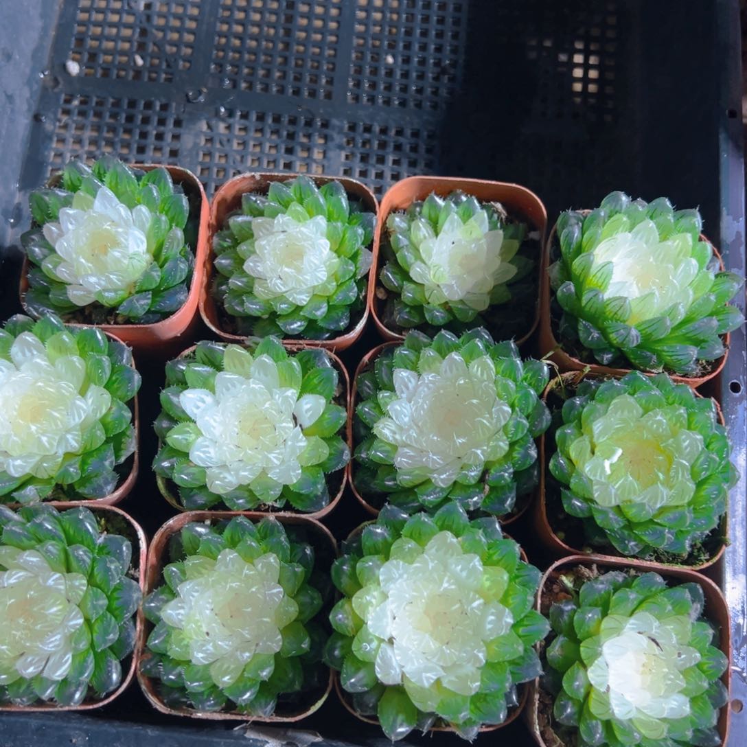 3宝莲灯玉露多肉一颗