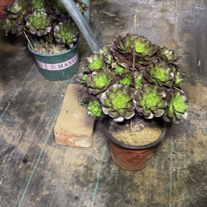 31魅金多肉植物多肉多肉