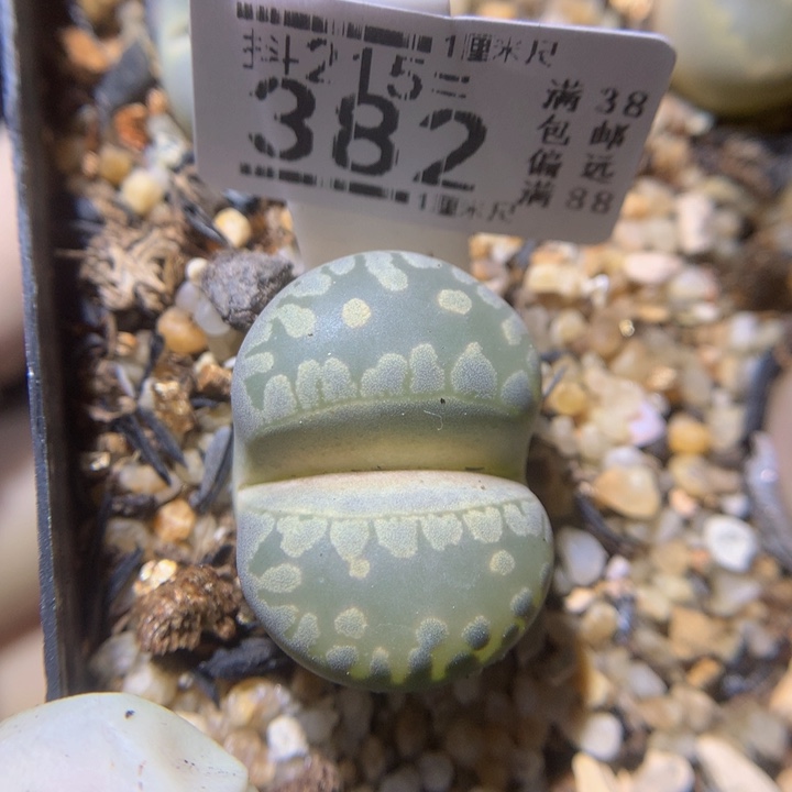 精品生石花215.382