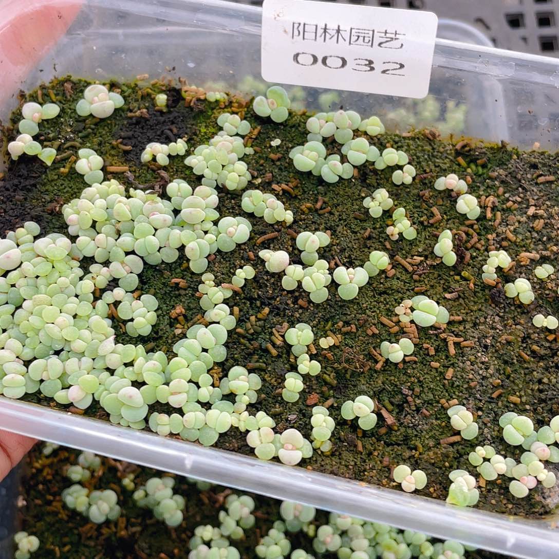 s***n多肉植物多肉植物32