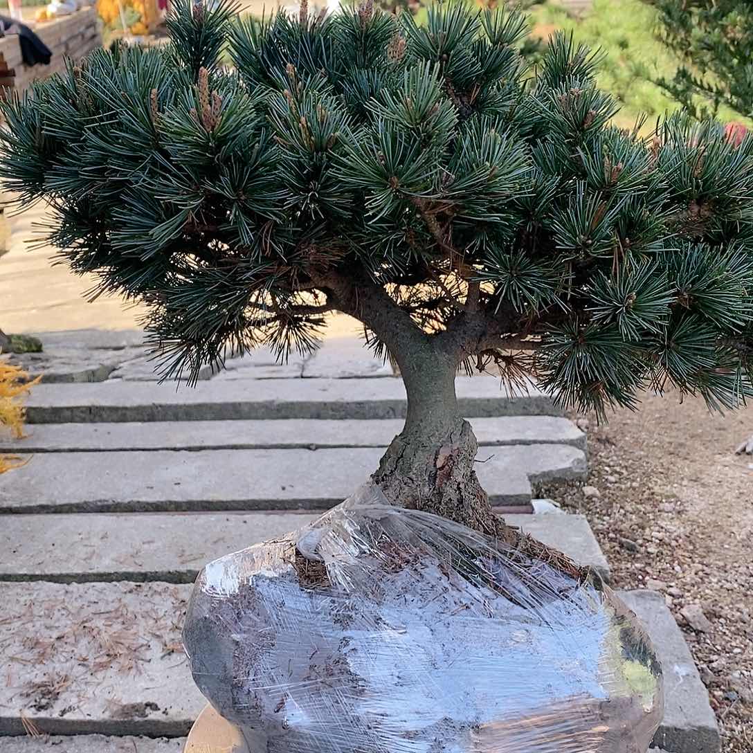 【闪购商品】无花朵一****6盆景