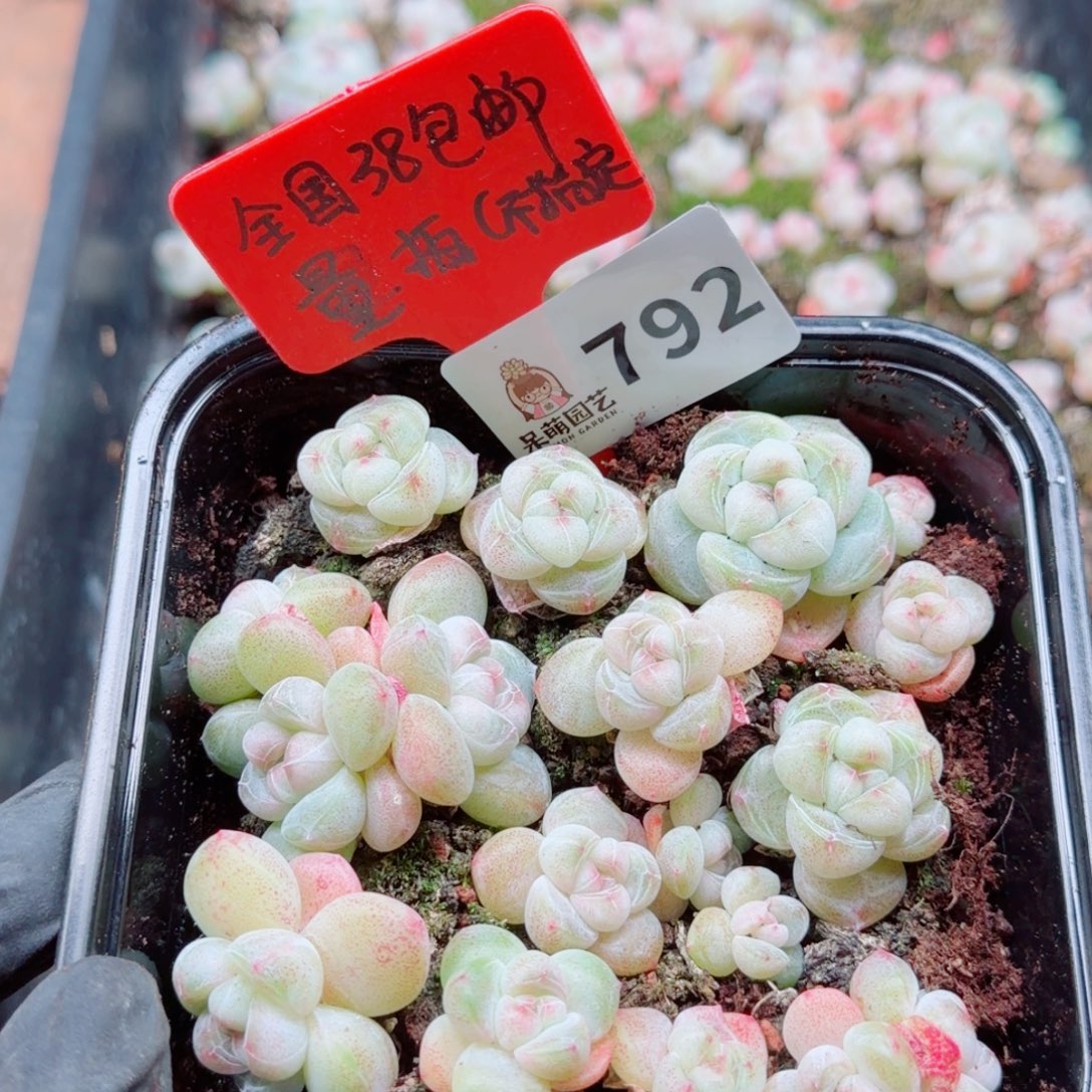 多肉植物多肉植物