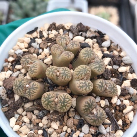 多肉肉锥 鸟哈尼