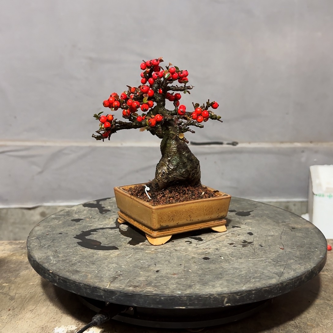 威***酸红花平枝栒子红花