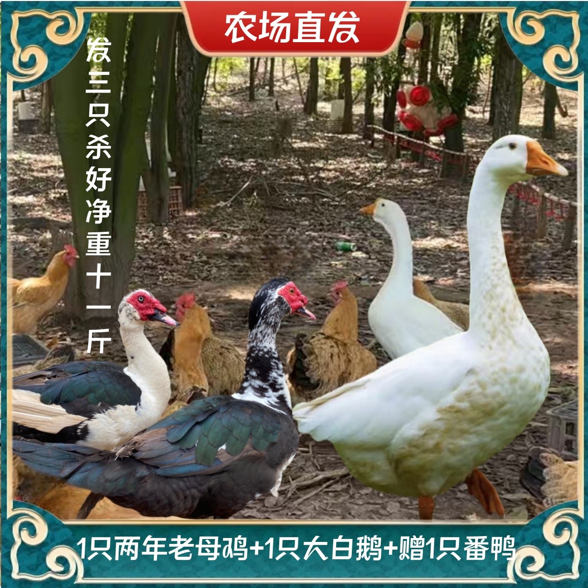 【A】1只2年母鸡+1只大白鹅+赠1只番鸭 共3只净重11斤 冷链运输