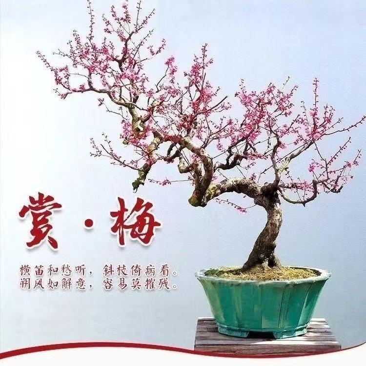 原生骨里红盆景梅花耐寒室外地栽盆栽开花四季花卉植物绿植老桩