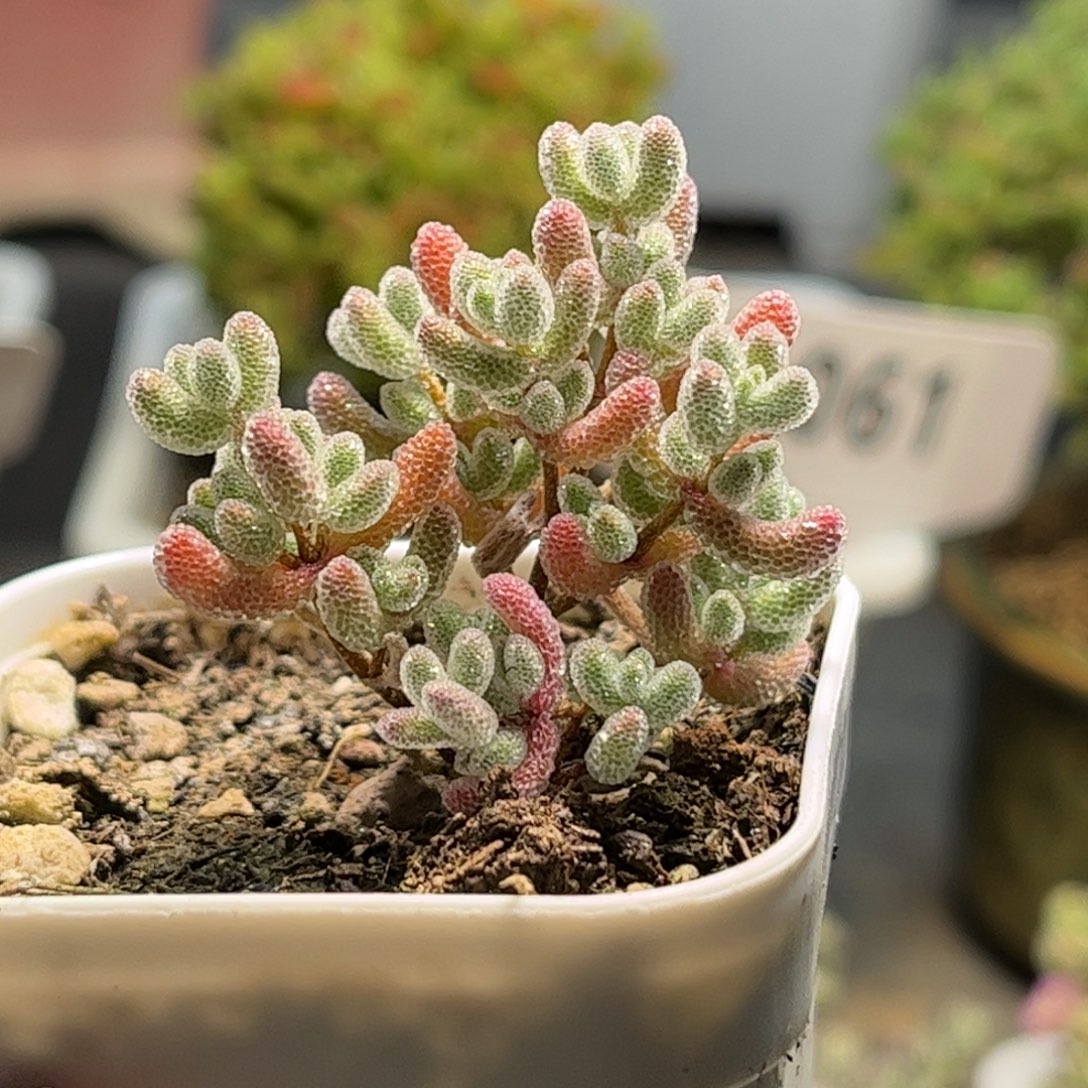 实生冰晶优选枝干